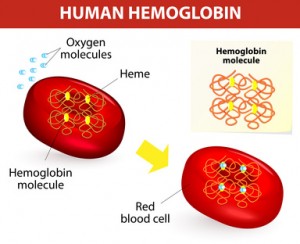 Structure of human hemoglobin molecule. Vector diagram. Hemoglobin is the substance in red blood cells that carries oxygen.